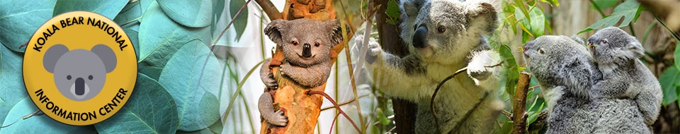 KBNIC Logo and background banner with koala in a tree