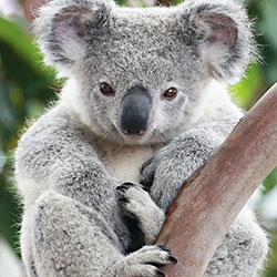 koala sitting on a branch in a zoo