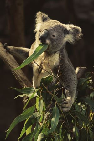 koala eating leaf
