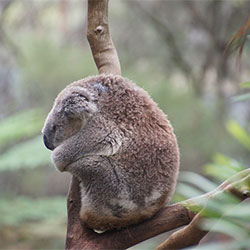 koala curled up in a tree