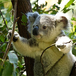 koala holding tree brance
