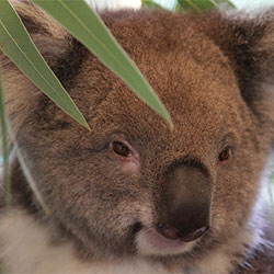 koala face close up