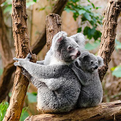 koala with baby in their back