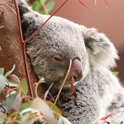koala sleeping in tree