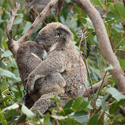 koala with baby in tree