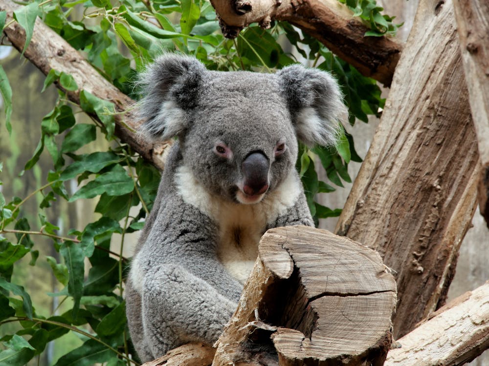 koala hanging on tree