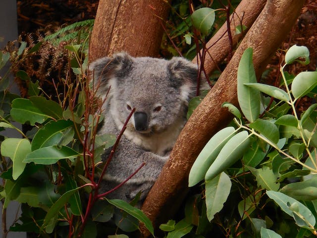 koala in a tree