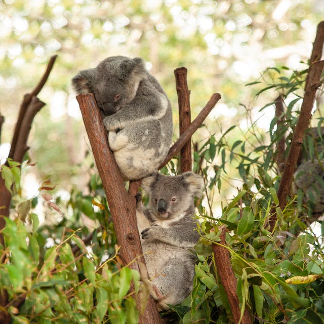 two koalas in a tree