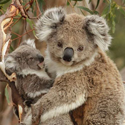 two koalas